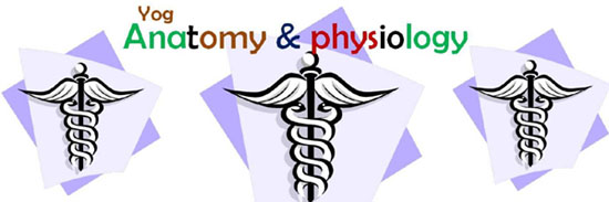 Yoga anatomy and physiology.
