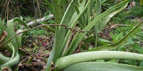 Ayurvedic herbs and knowledge