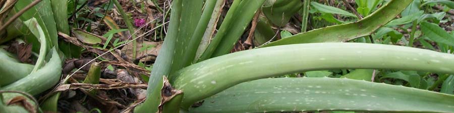 Natural herbs, aloe vera.