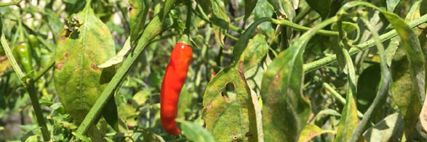 Offer for working together