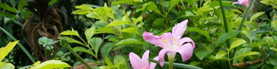 rural life, jungle life.