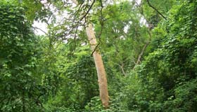 Nature walk of himalaya.